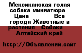 Мексиканская голая собака миниатюра › Цена ­ 53 000 - Все города Животные и растения » Собаки   . Алтайский край